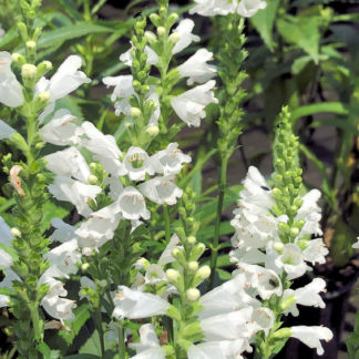 Upright, white, tube-shaped flowers
