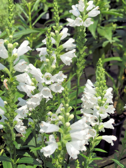 Upright, white, tube-shaped flowers