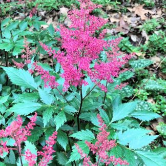 Plumes of reddish-pink flowers rising above green leaves