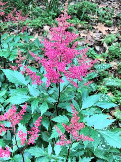 Plumes of reddish-pink flowers rising above green leaves