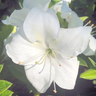 Close-up of white flowers surrounded by small green leaves