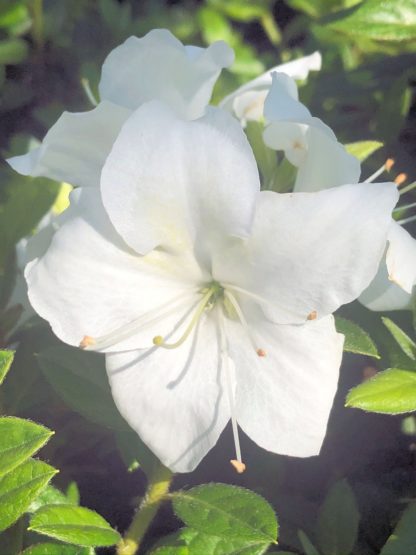 Close-up of white flowers surrounded by small green leaves