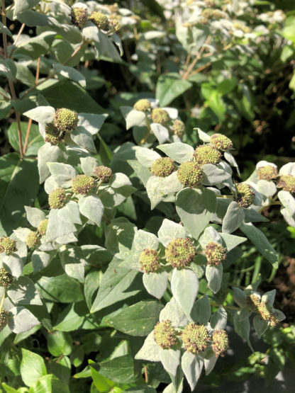 Clusters of silvery-green foliage and button-like green centers