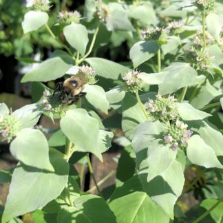 Clusters of silvery-green foliage and button-like green centers and bumble bee