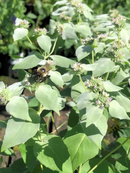 Clusters of silvery-green foliage and button-like green centers and bumble bee