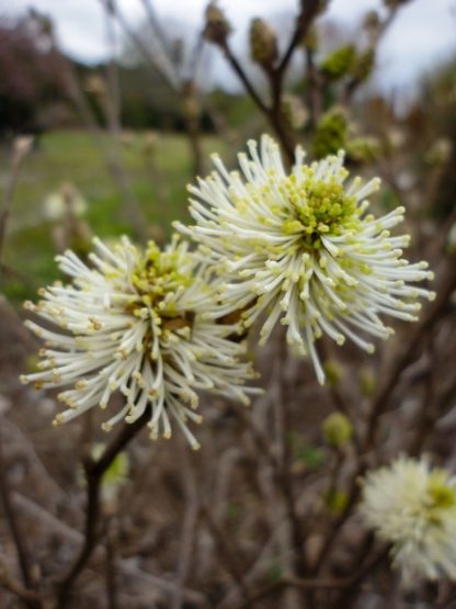 Close-up of white, bottle-brush flowers