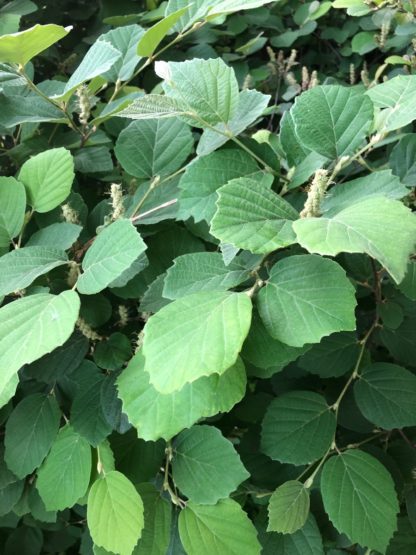 Bluish-green leaves on shrub