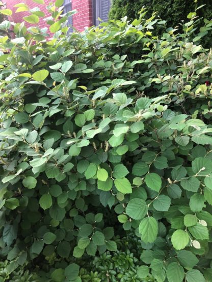 Mature shrub with bluish-green leaves in front of brick house