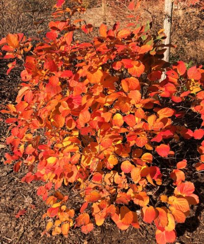 Shrub in garden with reddish-orange foliage