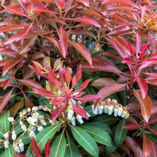 Close-up of green leaves with clusters of red leaves rising above and bell-shaped flowers