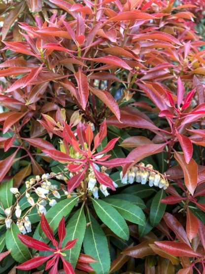 Close-up of green leaves with clusters of red leaves rising above and bell-shaped flowers