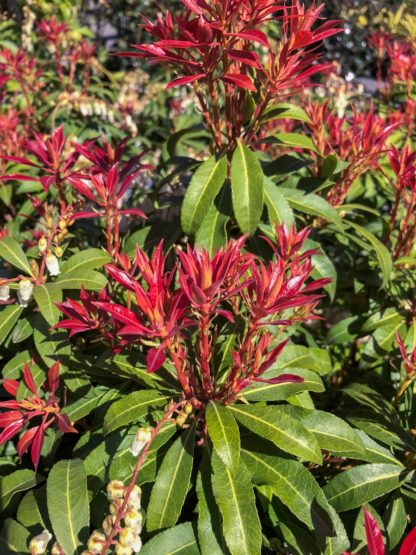 Close-up of green leaves with clusters of red leaves rising above