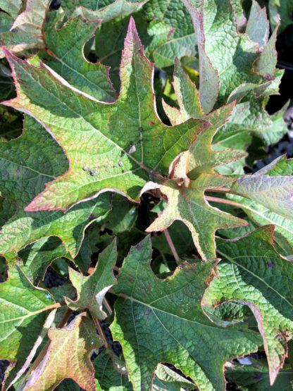 munchkin leaves