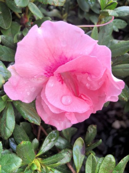 Close-up of bright pink flower with water droplets surrounded by green leaves