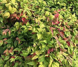 Nandina