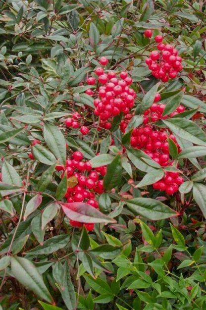 Close-up of bright red berries surrounded by reddish-green leaves