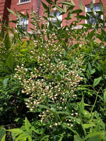 Close-up of spray of white flowers surrounded by green leaves