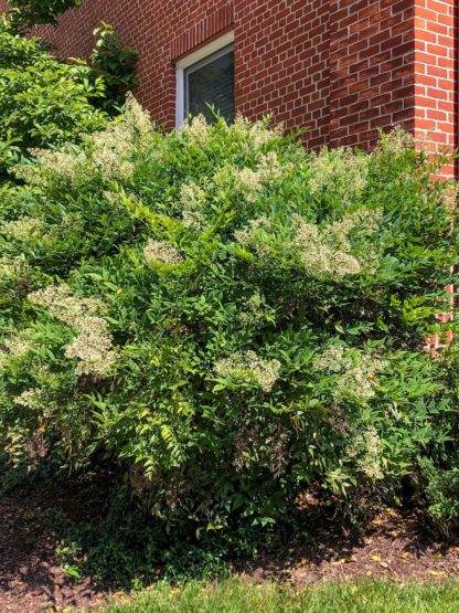 Large shrub covered with sprays of white flowers in front of brick wall