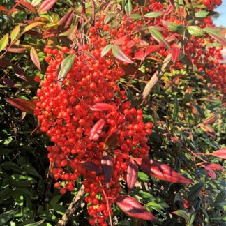 Close-up of bright red berries surrounded by reddish-green leaves