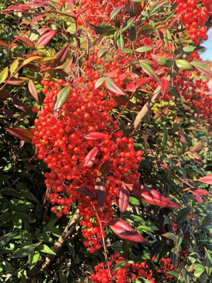 Close-up of bright red berries surrounded by reddish-green leaves