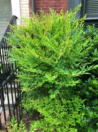 Upright shrub with green leaves in garden next to staircase with iron railing