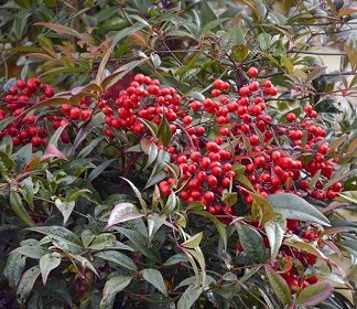 Nandina