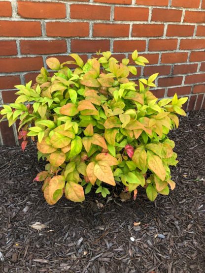 Small compact shrub with chartreuse and reddish-orange leaves in garden in front of red brick wall