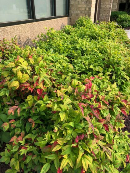 Row of compact shrubs with chartreuse and red leaves along building