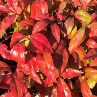 Close-up of red and yellow leaves