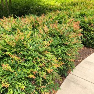 Bamboo-like foliage with shades of red and green leaves on compact shrubs in garden along sidewalk