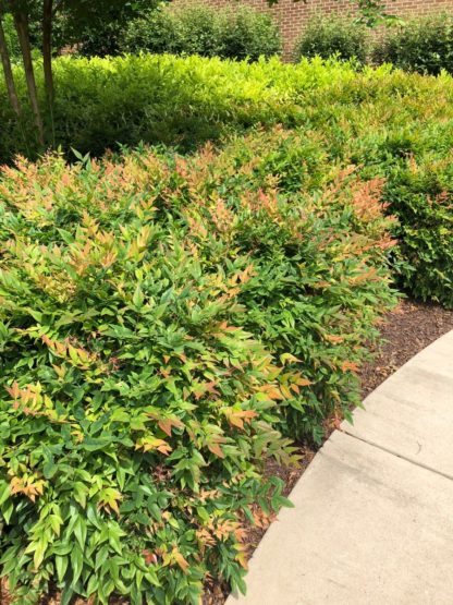 Bamboo-like foliage with shades of red and green leaves on compact shrubs in garden along sidewalk