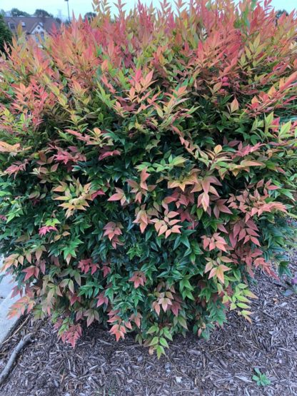Bamboo-like foliage with shades of red and green leaves on compact shrub in garden
