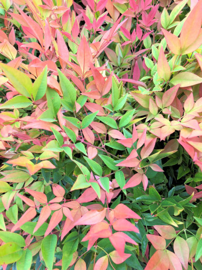 Close-up of red, green and chartruse cleaves