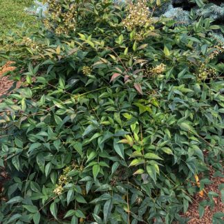 Small shrub with green leaves and white flowers in garden in front of blue evergreen