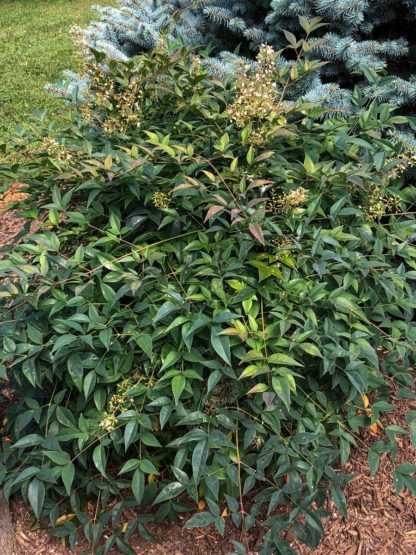 Small shrub with green leaves and white flowers in garden in front of blue evergreen