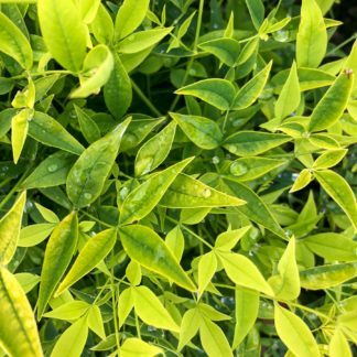 Close-up of chartreuse leaves