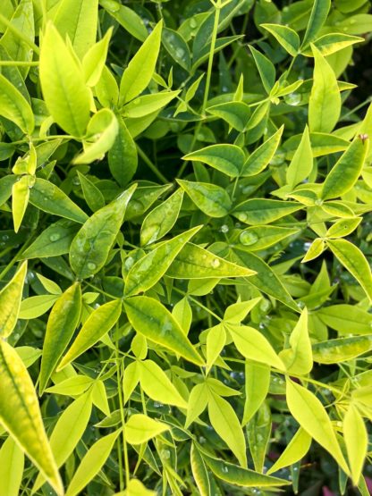 Close-up of chartreuse leaves