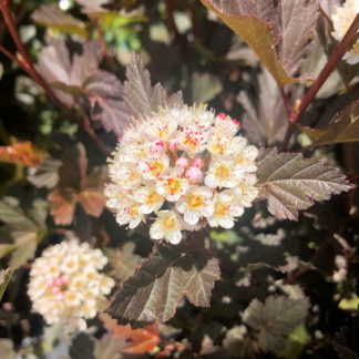 Close-up of small round flower surrounded by greenish-purple leaves