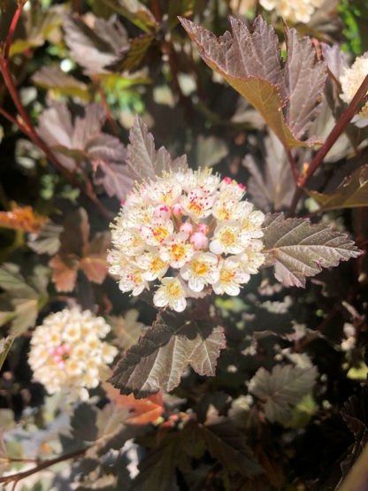 Close-up of small round flower surrounded by greenish-purple leaves