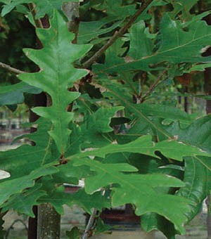 Close-up of dark green leaves on branch