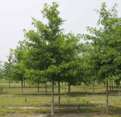Rows of tall, shade trees with green leaves in nursery fields