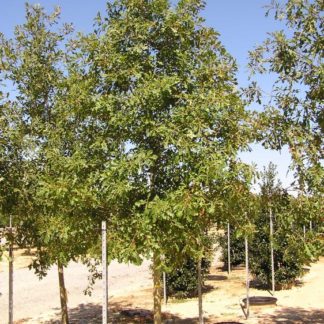overcup oak trees