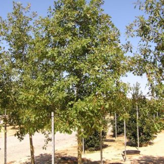 Tall shade trees with green leaves in black nursery pots