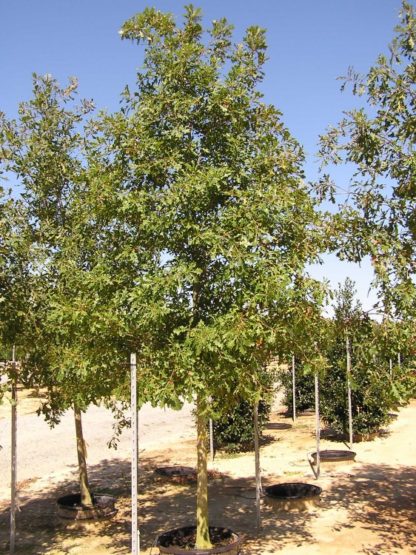 Tall shade trees with green leaves in black nursery pots