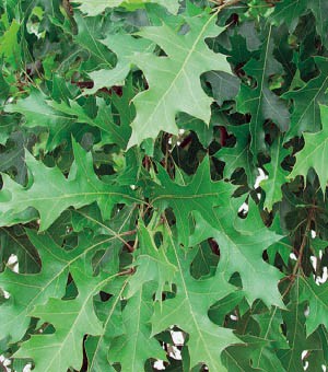 pin oak leaves