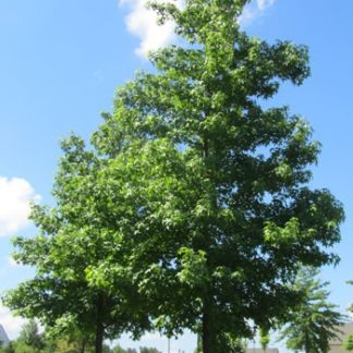 Tall, mature shade trees with green leaves in lawn in between roads