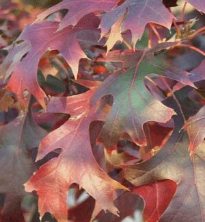 Close-up of red leaves on branch