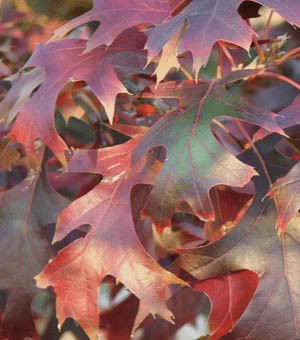 red oak tree leaves