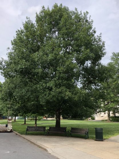 Tall, mature shade tree with green leaves in lawn behind park benches