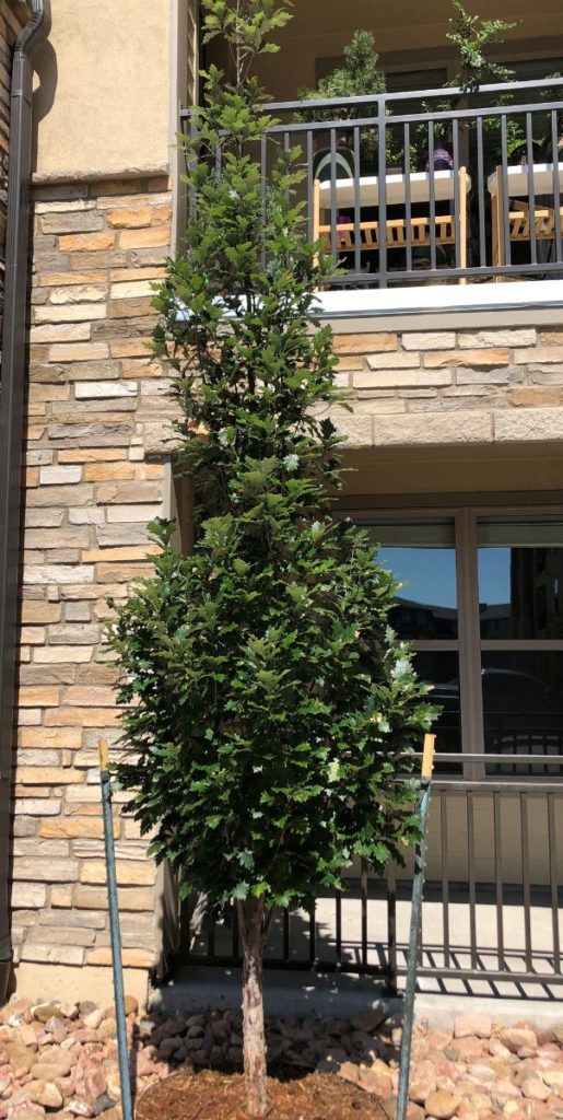 Buy Skinny Genes® Oak Trees Online Stadler Nurseries